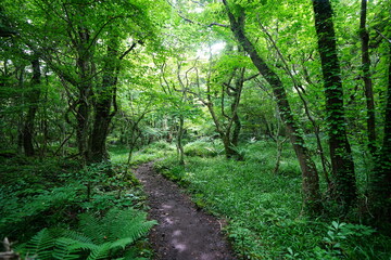 refreshing spring forest and path in the gleaming sunlight
