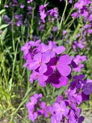 Obraz premium flowers in the garden