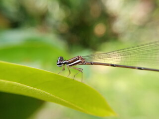 A small dragon fly on the plant