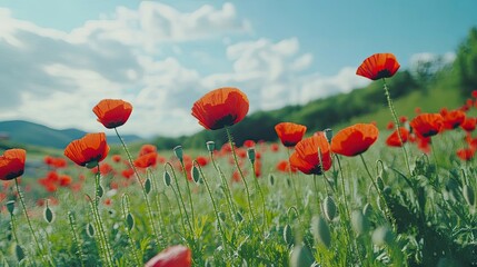 Fototapeta premium Field of poppies in bloom, vibrant red petals against green foliage and blue sky, evoking peace and remembrance