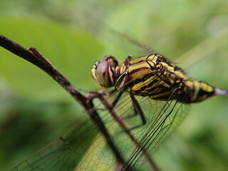 A yellow dragonfly on the leaf.