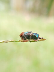 a dead animal on the plant