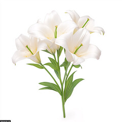 Fototapeta premium A serene arrangement of white lilies symbolizing purity and beauty perfect for brightening any space on white background