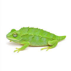 Obraz premium Discover the beauty of a green gecko lizard in stunning detail showcasing its vibrant colors and unique texture on white background