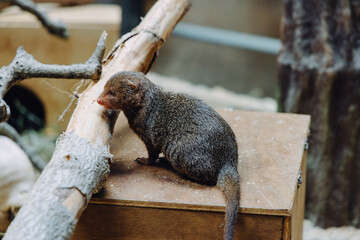 小さいマングース