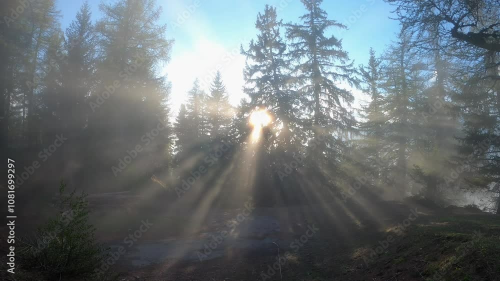 Poster sunlight shining through trees in pine forest and a cloud drifts through the trees- static shot