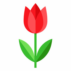 Red tulip flower vector illustration, tulip floral with white background