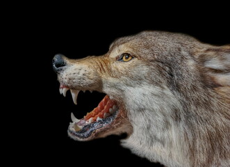 wolf isolated on black background