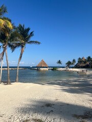 beach with palm trees