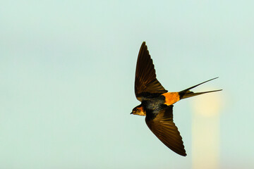 コシアカツバメ