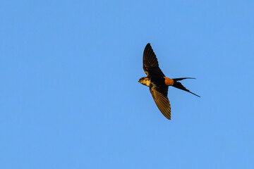 コシアカツバメ