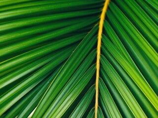 Close up shot of a tropical green palm leaf texture, macro, texture
