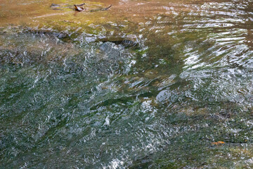 Moss is single-celled algae that clings to areas with flowing water