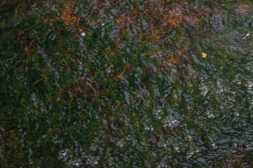 Moss is single-celled algae that clings to areas with flowing water