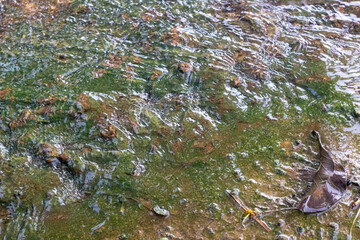 Moss is single-celled algae that clings to areas with flowing water