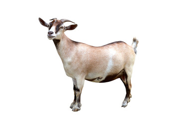Pygmy goat isolated on transparent background png file