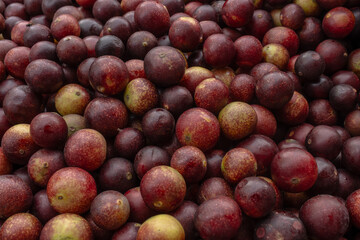CAMU CAMU, AMAZONIAN FRUIT THAT GROWS ON THE BANKS OF RIVERS, DELICIOUS RED FRUIT KNOWN AS CAMU CAMU, DELICIOUS IN ICE CREAMS AND DESSERTS