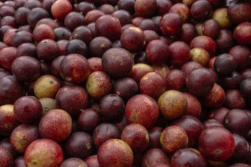 CAMU CAMU, AMAZONIAN FRUIT THAT GROWS ON THE BANKS OF RIVERS, DELICIOUS RED FRUIT KNOWN AS CAMU CAMU, DELICIOUS IN ICE CREAMS AND DESSERTS