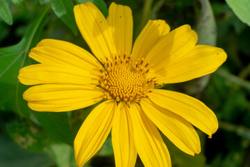 Wild yellow flower in the farm with a black green background.