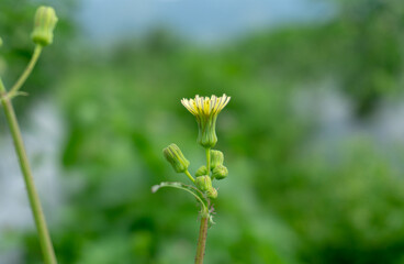 Fototapeta premium A wild tiny flower with the blurred nature background.
