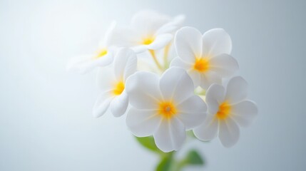 A delicate arrangement of white flowers with yellow centers against a soft background.