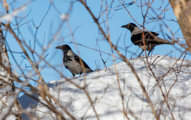 Two birds are standing on a snowy hillside, one of which is black