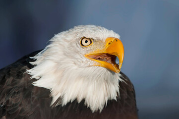 Close up portrait of a bald eagle
