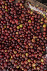 CAMU CAMU, AMAZONIAN FRUIT THAT GROWS ON THE BANKS OF RIVERS, DELICIOUS RED FRUIT KNOWN AS CAMU...
