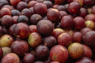 CAMU CAMU, AMAZONIAN FRUIT THAT GROWS ON THE BANKS OF RIVERS, DELICIOUS RED FRUIT KNOWN AS CAMU...