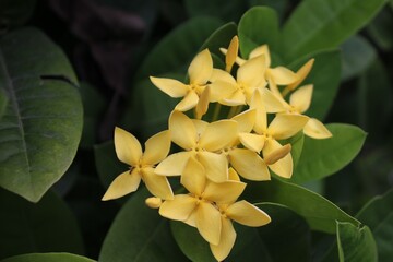 Obraz premium Close-up of Yellow Ixora Coccinea Flower Cluster with Green Leaves Background, Vibrant Tropical Bloom Capturing Nature's Beauty in Detail, Perfect for Gardening, Floral, and Tropical Themes