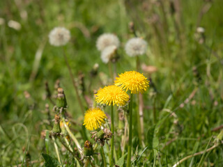 dandelions in grass
