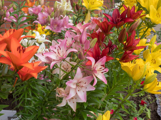 beautiful lilies in summer day