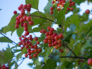 Obraz premium branches with red berries