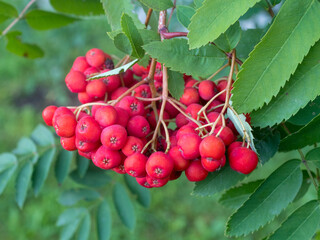 bunch of red rowan berries