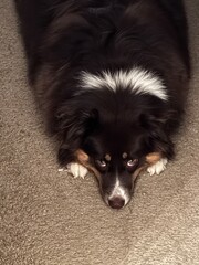 border collie puppy