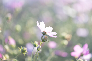 淡いピンク色のコスモス