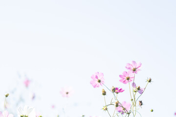 コスモスと青空