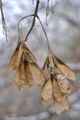 new bird feeder on a snowy branch.