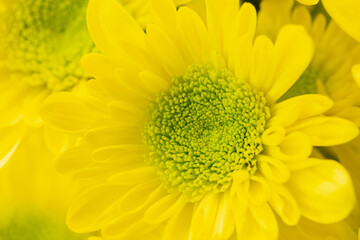 close up a small yellow chrysanthemums flower.