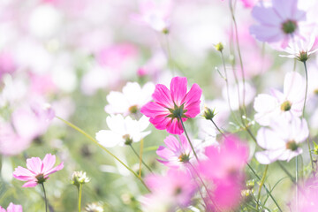 コスモス畑