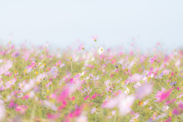 コスモスと青空