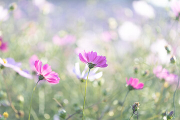 Fototapeta premium コスモス畑