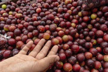 CAMU CAMU, AMAZONIAN FRUIT THAT GROWS ON THE BANKS OF RIVERS, DELICIOUS RED FRUIT KNOWN AS CAMU CAMU, DELICIOUS IN ICE CREAMS AND DESSERTS