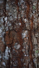 bark of a tree