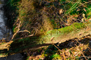Sunlit Moss-Covered Fallen Log in an Autumn Forest, Surrounded by Woodland Foliage and Natural Decay, Capturing the Tranquil Beauty and Earthy Textures of the Forest Floor