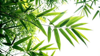 Green Bamboo Leaves Silhouette, Nature Photography, AI Art