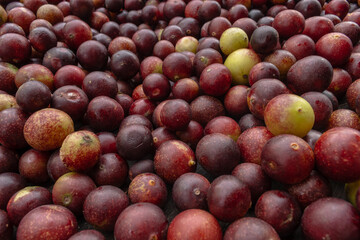 CAMU CAMU, AMAZONIAN FRUIT THAT GROWS ON THE BANKS OF RIVERS, DELICIOUS RED FRUIT KNOWN AS CAMU CAMU, DELICIOUS IN ICE CREAMS AND DESSERTS