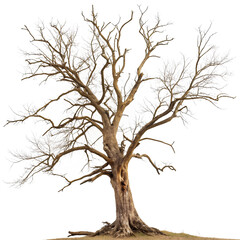 Fototapeta premium Dead tree, on isolated white background