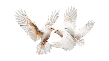 Obraz premium Two white doves gracefully flying with outstretched wings