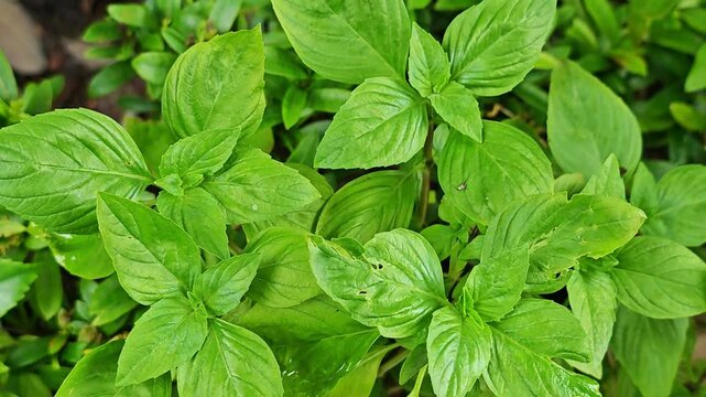 Basil leaves